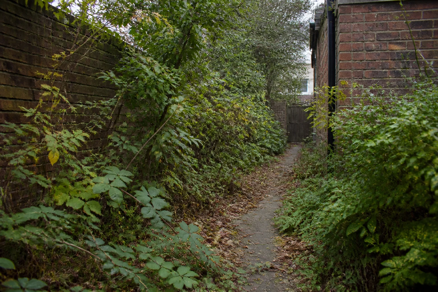 Neglected overgrown garden before clearance in Hainault