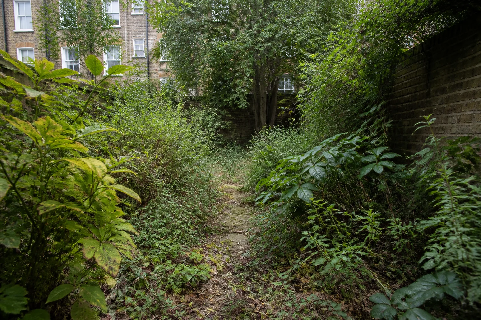 Neglected overgrown garden before clearance in Kingston upon Thames