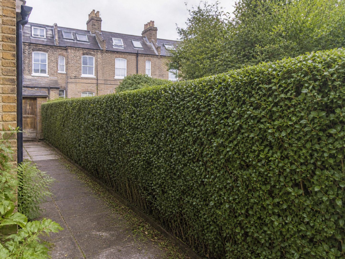 Neater hedge after trimming in Finchley