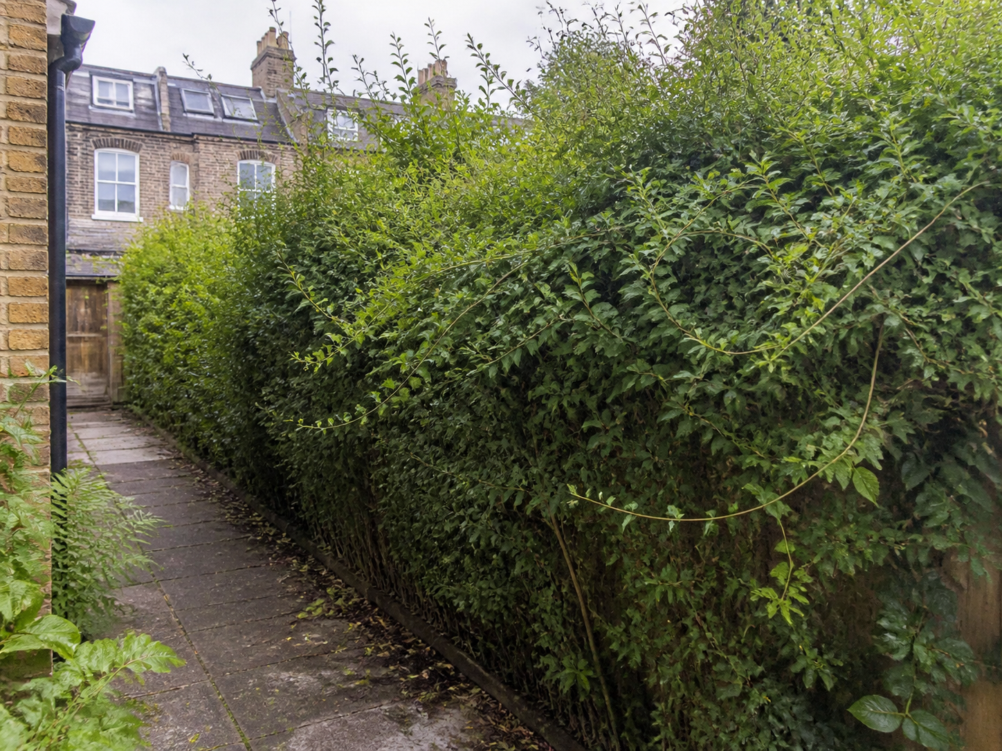 Professional hedge trimming in Finchley